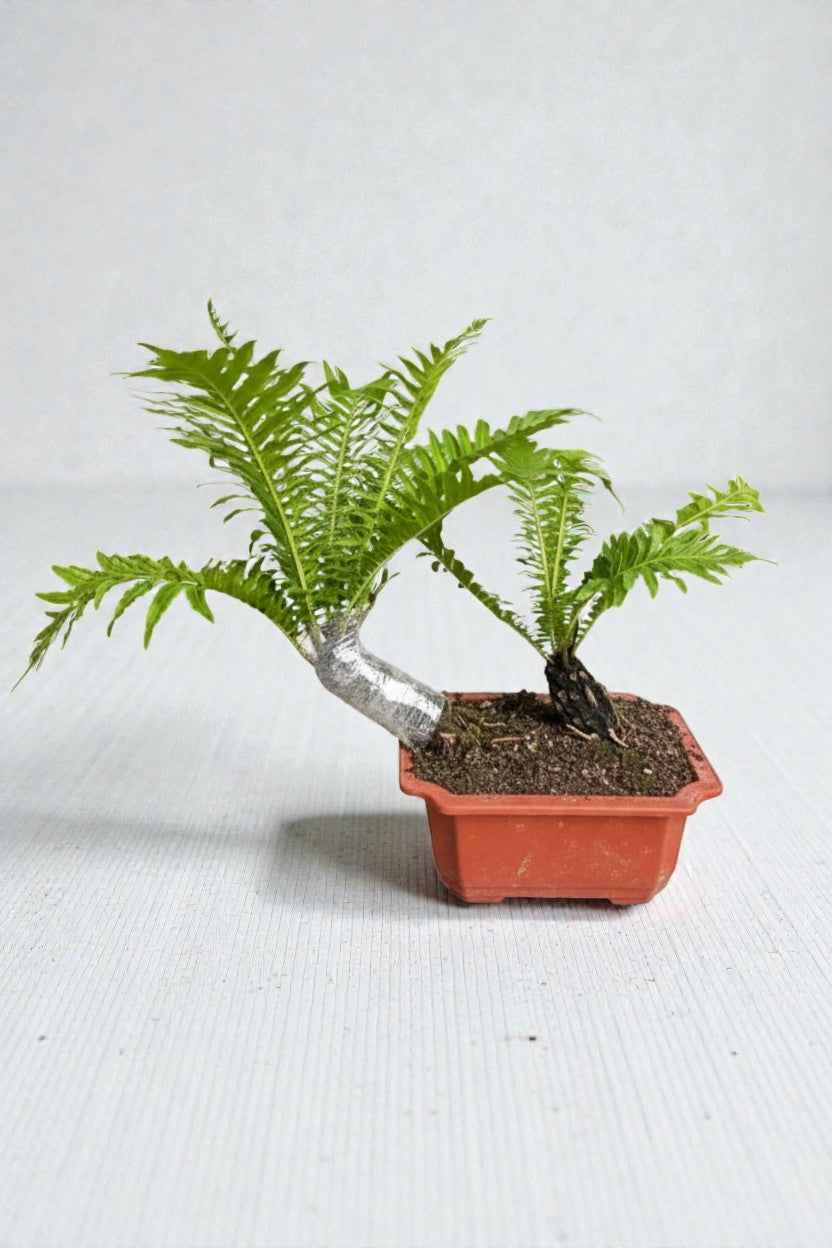 Bonsai Tree Fern - Silver Lady