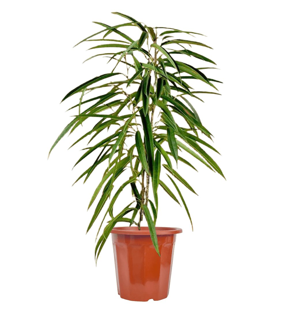 Ficus Alii (0.6m) - Potted plant - GIFT - FICU - GRW - 2714 - Tumbleweed Plants - Online Plant Delivery Singapore