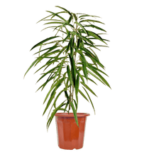 Ficus Alii (0.6m) - Potted plant - GIFT - FICU - GRW - 2714 - Tumbleweed Plants - Online Plant Delivery Singapore