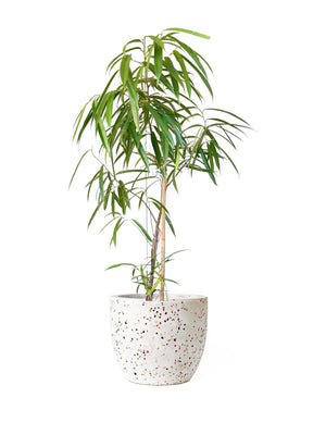 Ficus Alii (1.3m) paired with XL Egg Pots - White