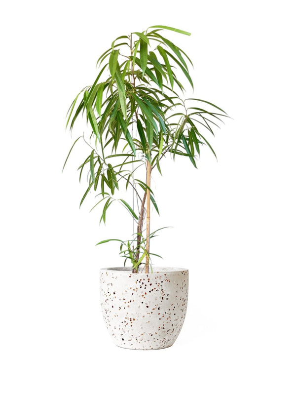 Ficus Alii (1.3m) paired with XL Egg Pots - White