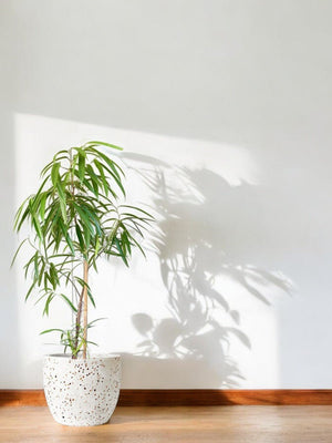 Ficus Alii (1.3m) paired with XL Egg Pots - White