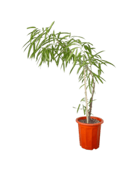 Ficus Alii (1.3m) - grow pot - Potted plant - Tumbleweed Plants - Online Plant Delivery Singapore