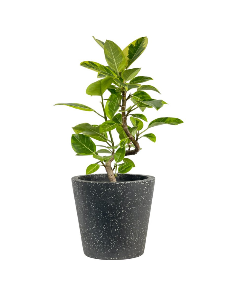 Ficus Altissima Bending (60 - 70cm) - grow pot - Potted plant - Tumbleweed Plants - Online Plant Delivery Singapore