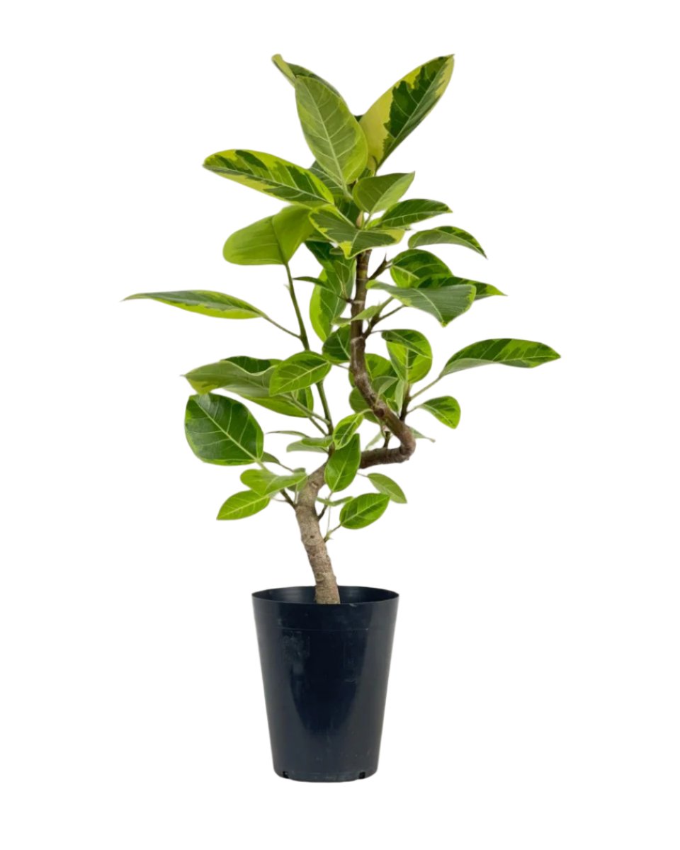 bending pot plants Ficus Altissima Bending (60-70cm)