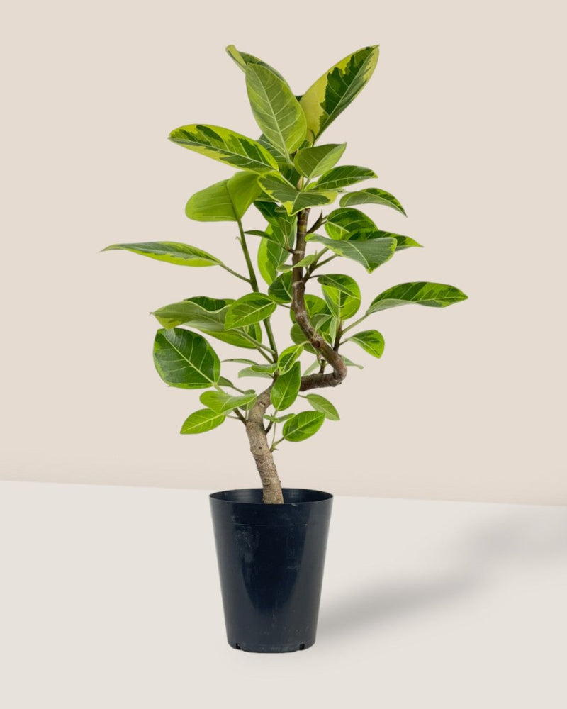 Ficus Altissima Bending (60 - 70cm) - grow pot - Potted plant - Tumbleweed Plants - Online Plant Delivery Singapore