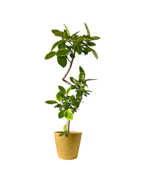 Ficus Altissima Bending - grow pot - Potted plant - Tumbleweed Plants - Online Plant Delivery Singapore