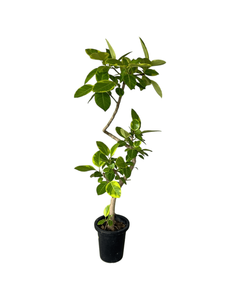 Ficus Altissima Bending - Potted plant - GIFT - FICU - GRW - 5162 - Tumbleweed Plants - Online Plant Delivery Singapore