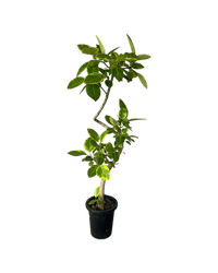 Ficus Altissima Bending - Potted plant - GIFT - FICU - GRW - 5162 - Tumbleweed Plants - Online Plant Delivery Singapore