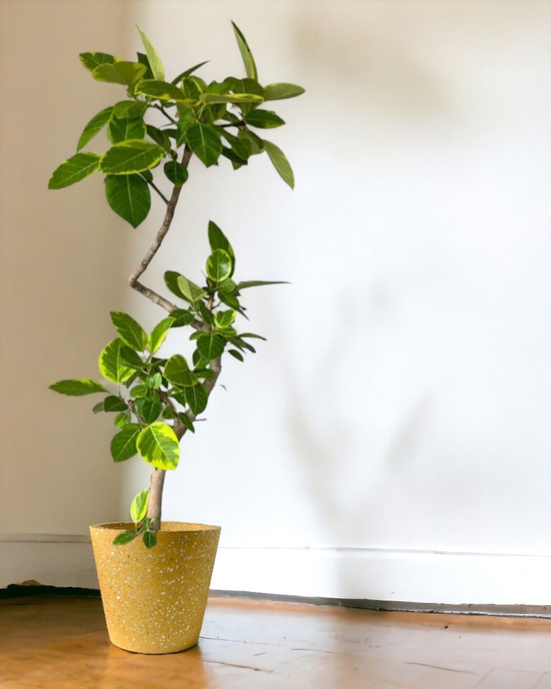 Ficus Altissima Bending - grow pot - Potted plant - Tumbleweed Plants - Online Plant Delivery Singapore