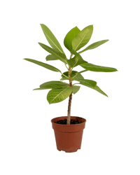 Ficus Altissima Golden - Potted plant - POTT - FICU - GRW - 3620 - Tumbleweed Plants - Online Plant Delivery Singapore