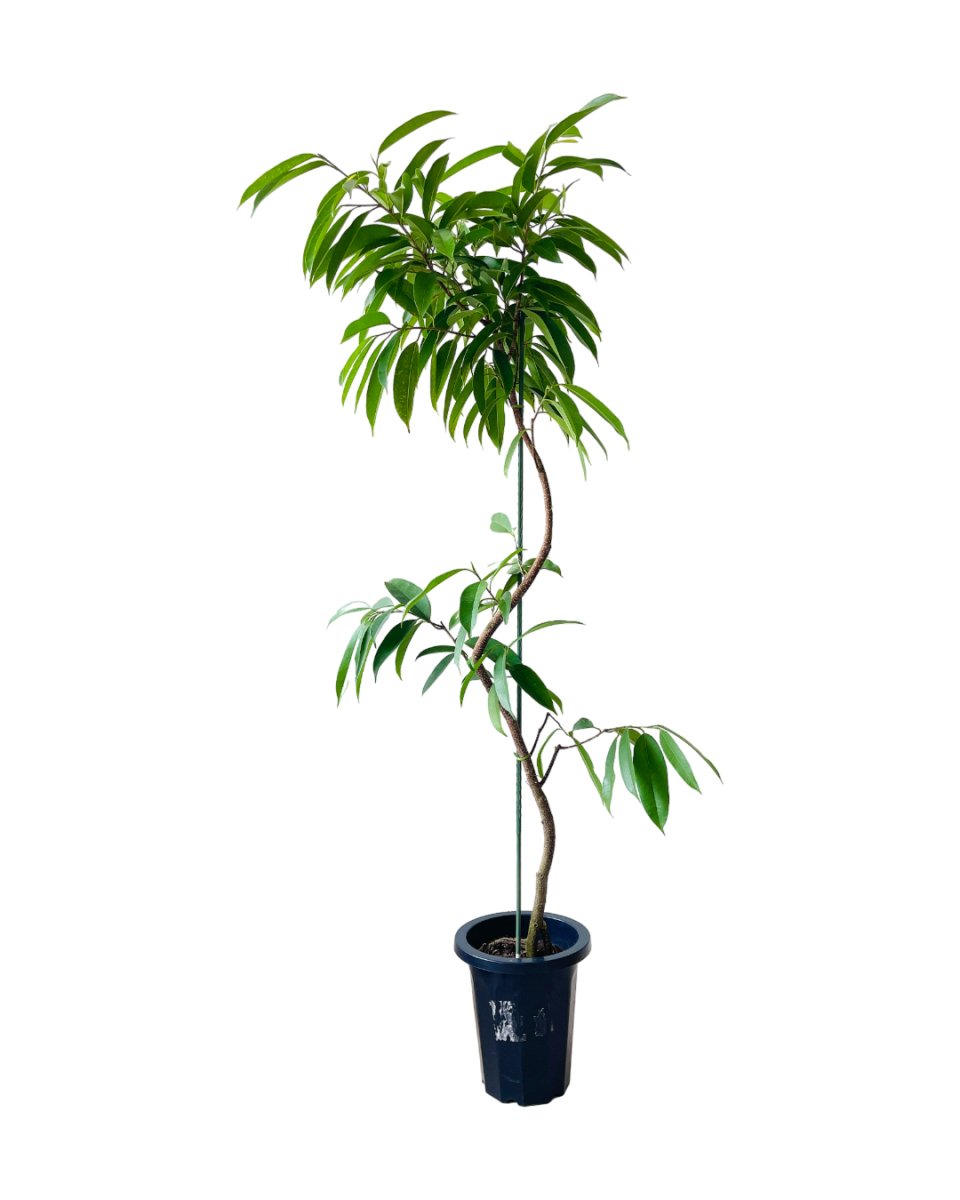 Ficus Amsterdam King Bending - grow pot - Potted plant - Tumbleweed Plants - Online Plant Delivery Singapore