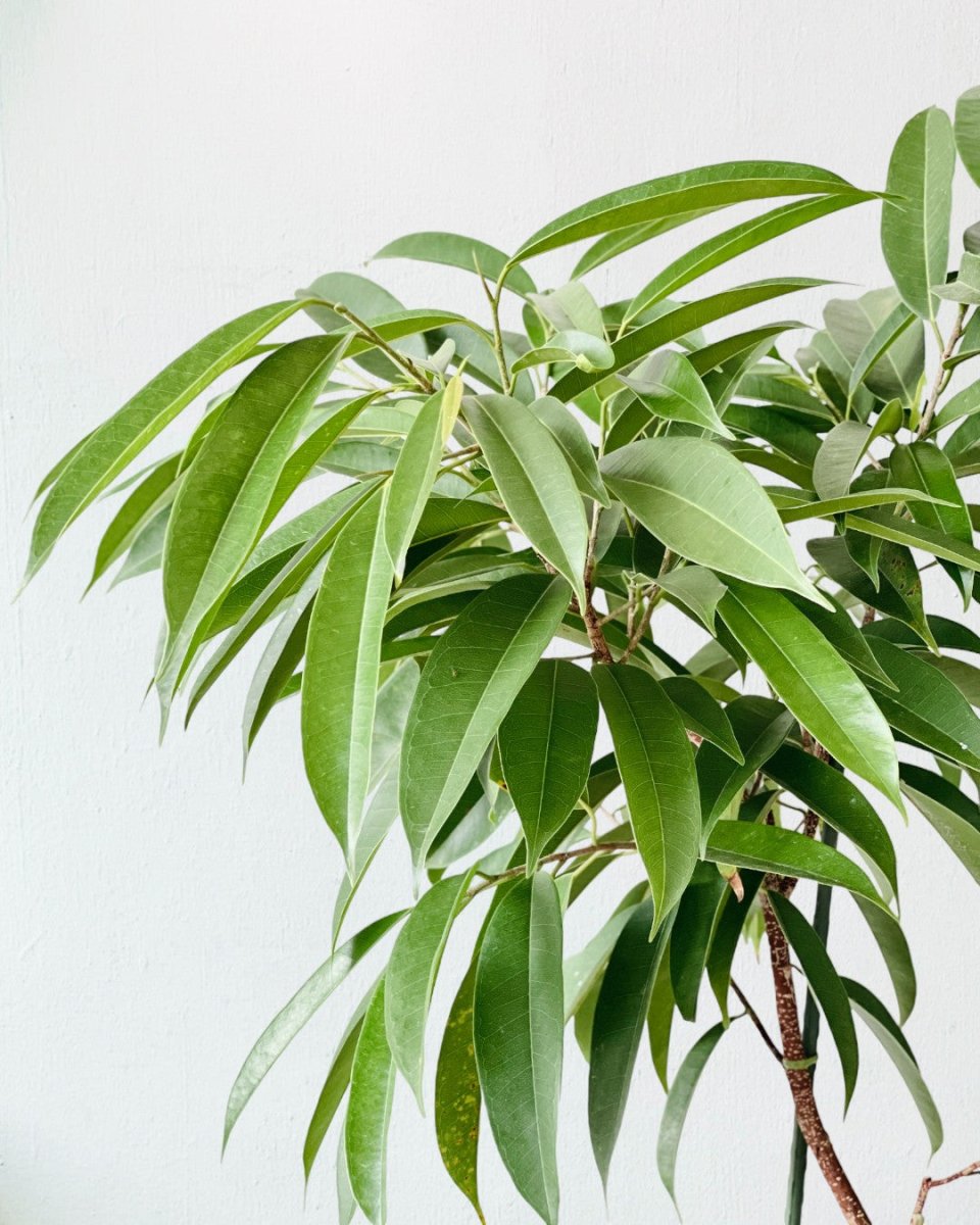 Ficus Amsterdam King Bending - grow pot - Potted plant - Tumbleweed Plants - Online Plant Delivery Singapore