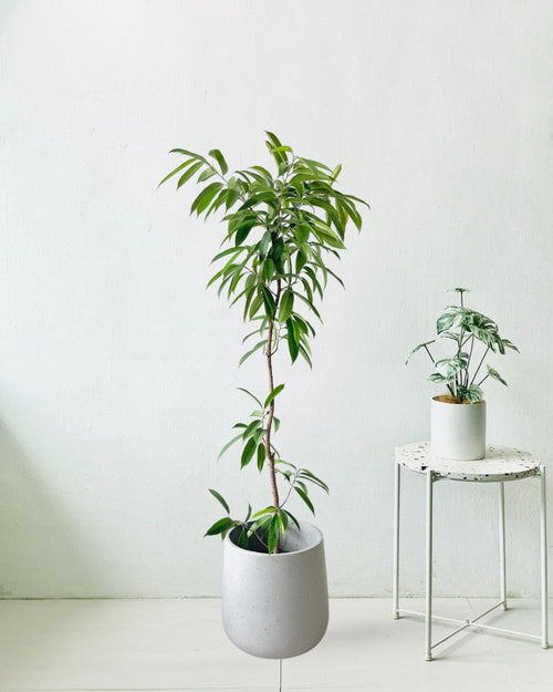Ficus Amsterdam King Bending - grow pot - Potted plant - Tumbleweed Plants - Online Plant Delivery Singapore