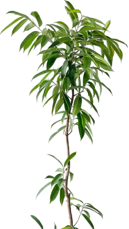 Ficus Amsterdam King