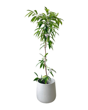 Ficus Amsterdam King Bending - grow pot - Potted plant - Tumbleweed Plants - Online Plant Delivery Singapore