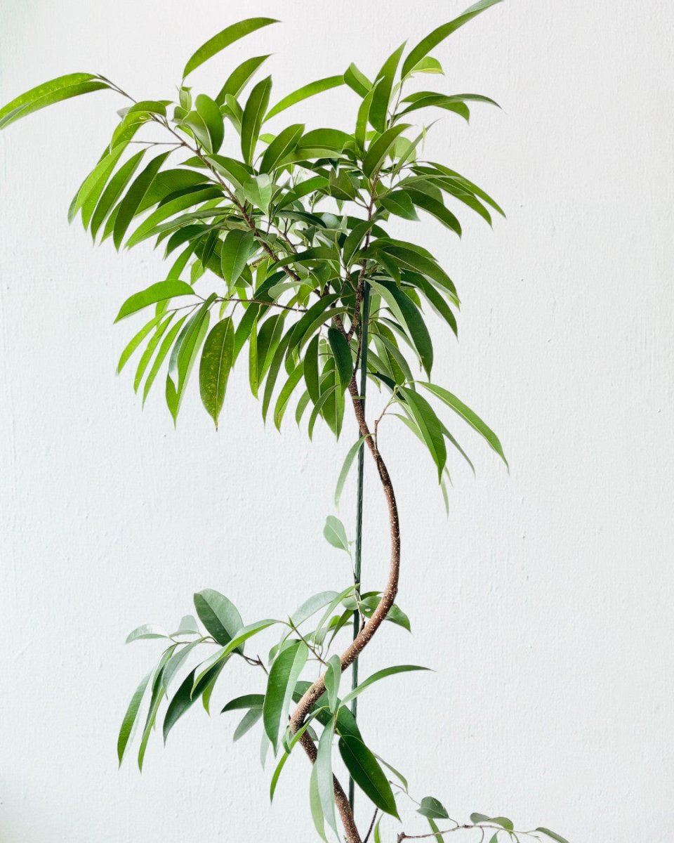 Ficus Amsterdam King Bending - grow pot - Potted plant - Tumbleweed Plants - Online Plant Delivery Singapore