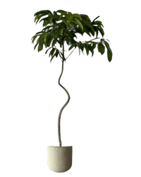 Ficus Amsterdam King - Potted plant - GIFT - FICU - GRW - 5153 - Tumbleweed Plants - Online Plant Delivery Singapore
