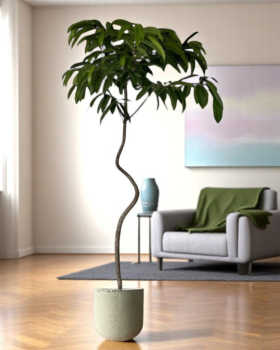 Ficus Amsterdam King - Potted plant - GIFT - FICU - GRW - 5153 - Tumbleweed Plants - Online Plant Delivery Singapore