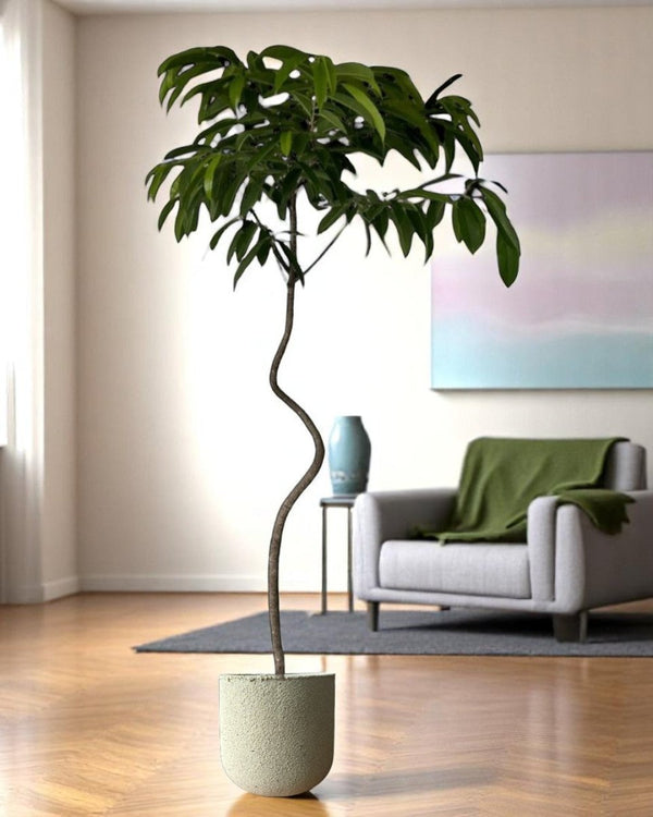 Ficus Amsterdam King - Potted plant - GIFT - FICU - GRW - 5153 - Tumbleweed Plants - Online Plant Delivery Singapore