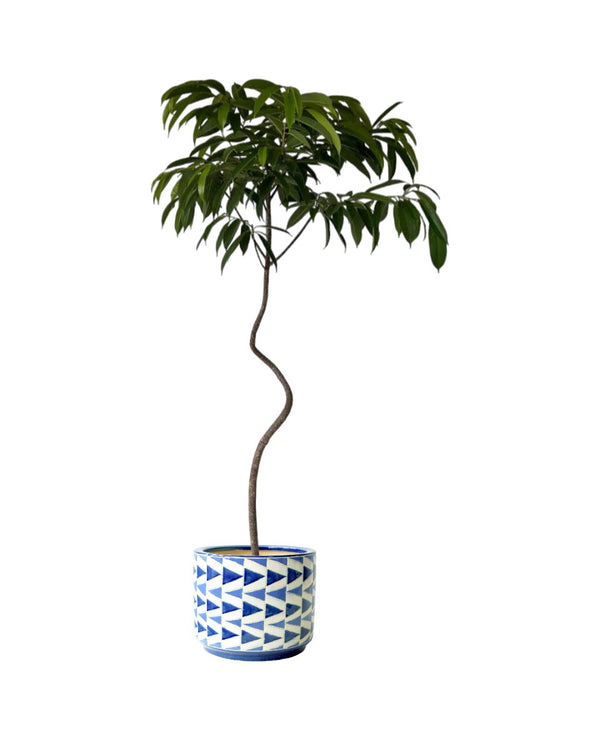 Ficus Amsterdam King - grow pot - Potted plant - Tumbleweed Plants - Online Plant Delivery Singapore