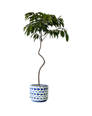 Ficus Amsterdam King