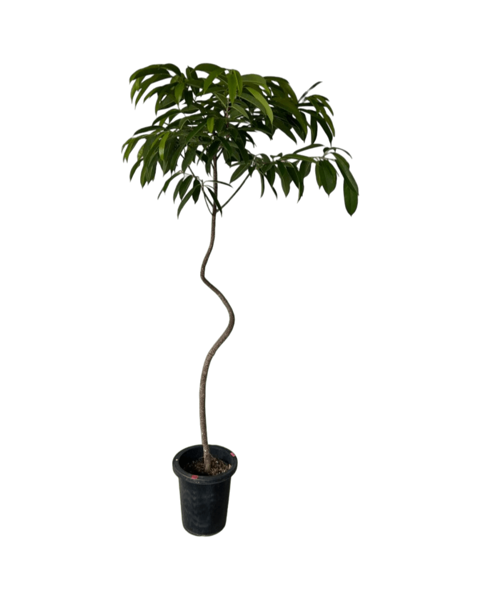 Ficus Amsterdam King - grow pot - Potted plant - Tumbleweed Plants - Online Plant Delivery Singapore