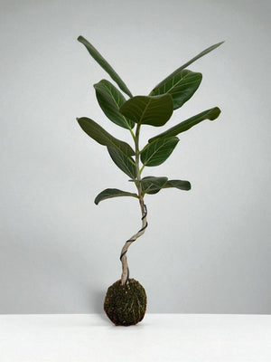 Ficus Audrey Bendy Koke - Potted plant - POTT - FICU - KKB - 7224 - Tumbleweed Plants - Online Plant Delivery Singapore