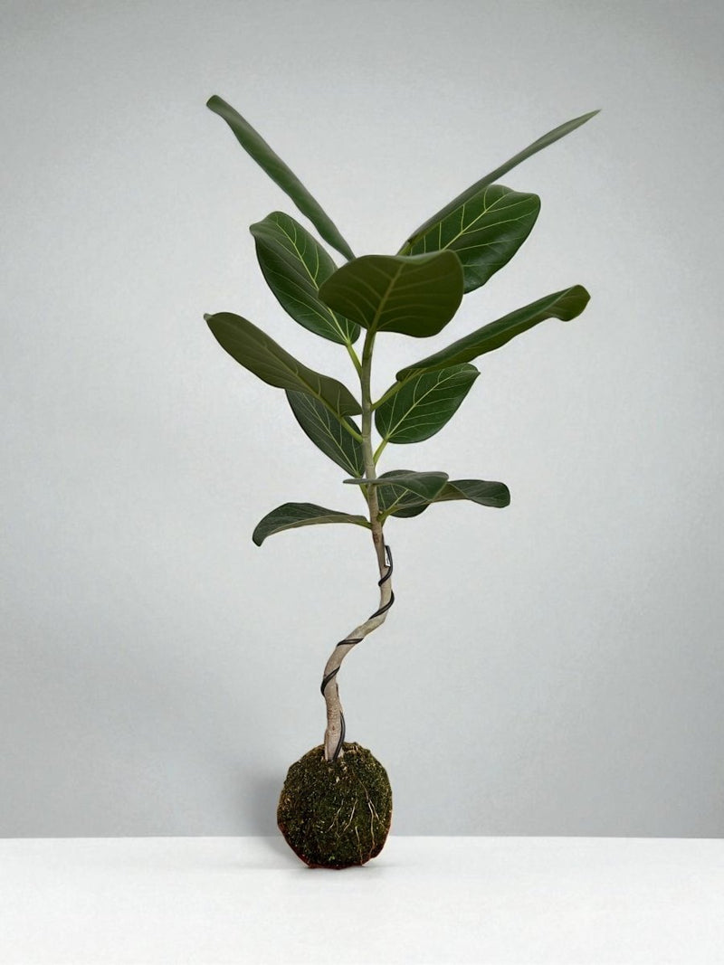 Ficus Audrey Bendy Koke - Potted plant - POTT - FICU - KKB - 7224 - Tumbleweed Plants - Online Plant Delivery Singapore