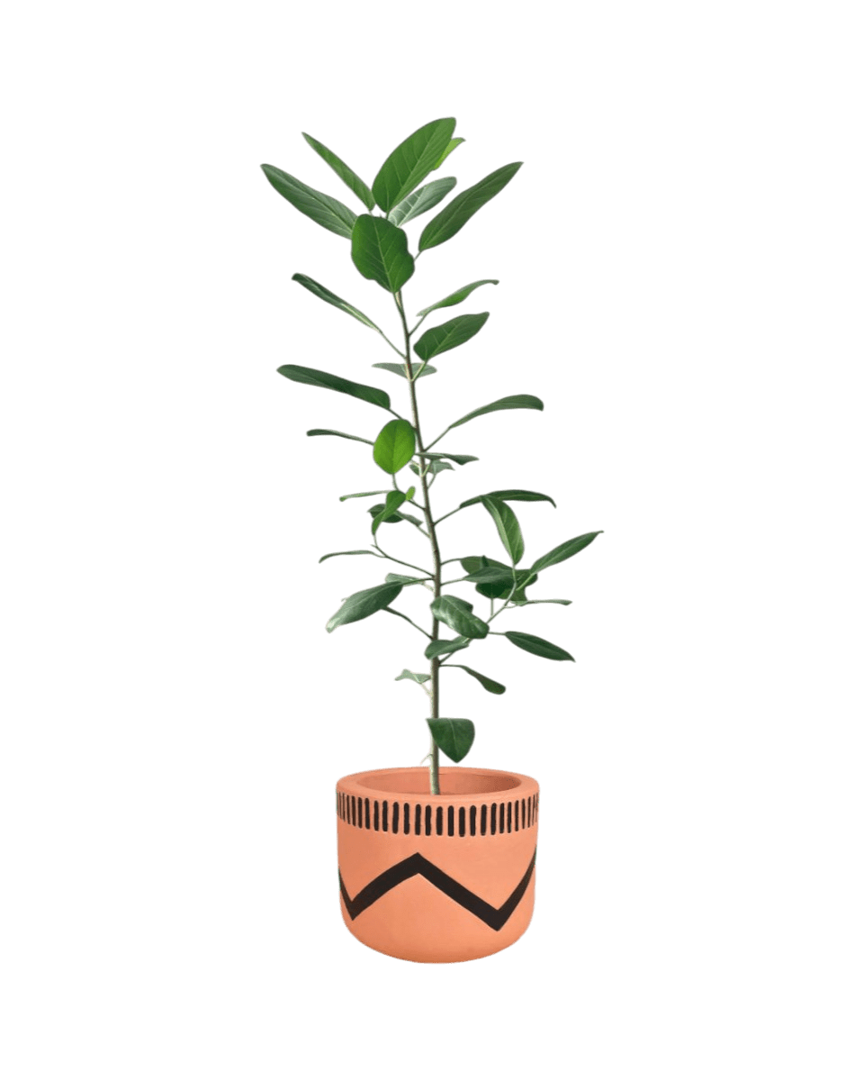 Ficus Audrey - Potted plant - POTT - FICU - FPL - 4209 - Tumbleweed Plants - Online Plant Delivery Singapore