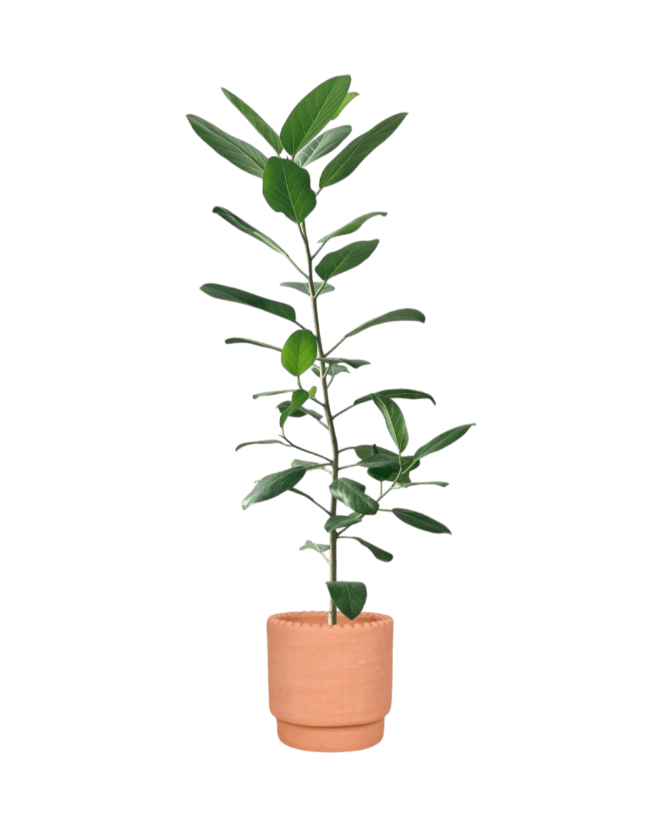 Ficus Audrey - Potted plant - POTT - FICU - MTC - 4205 - Tumbleweed Plants - Online Plant Delivery Singapore