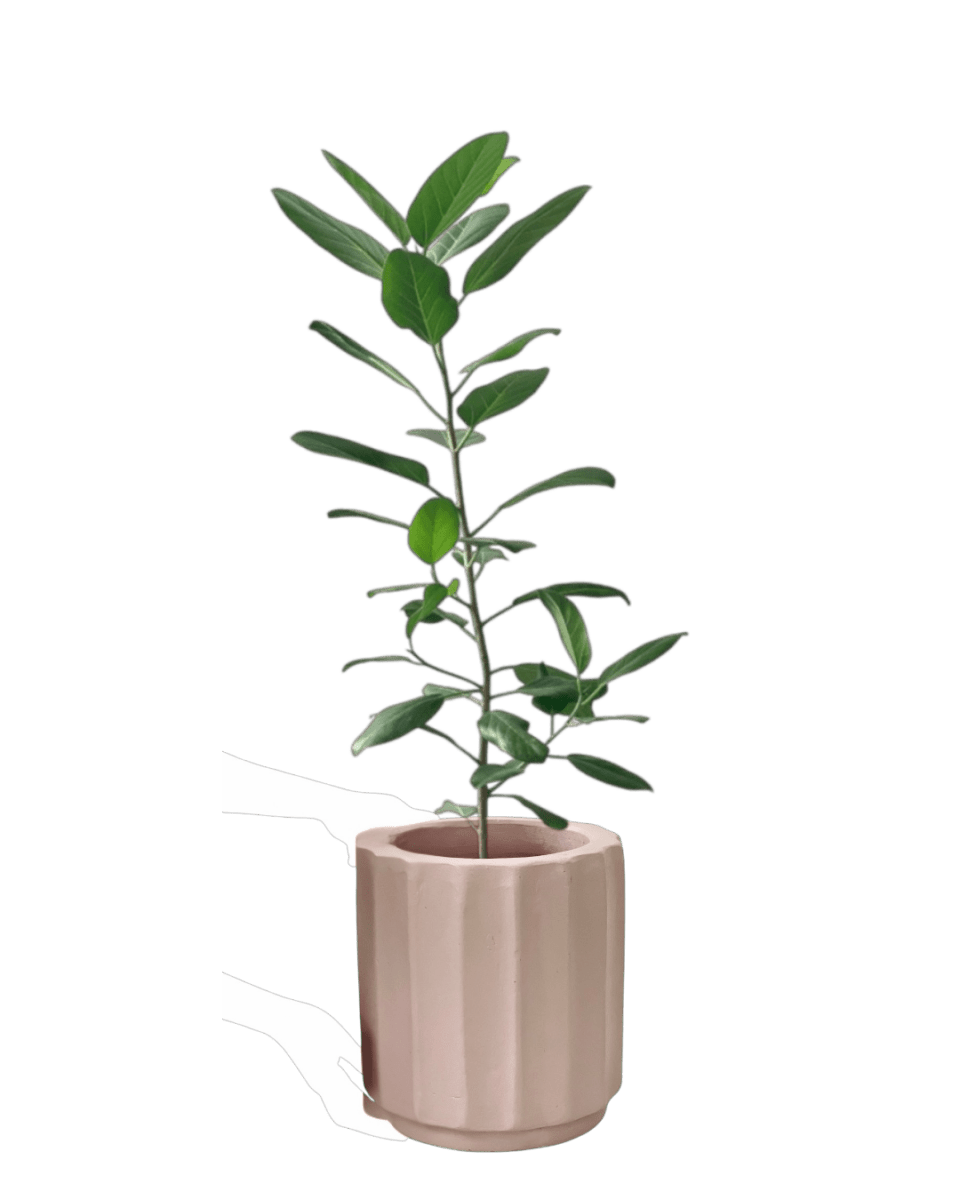 Ficus Audrey - Potted plant - POTT - FICU - MTC - 4205 - Tumbleweed Plants - Online Plant Delivery Singapore