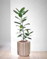 Ficus Audrey - Potted plant - POTT - FICU - MTC - 4205 - Tumbleweed Plants - Online Plant Delivery Singapore