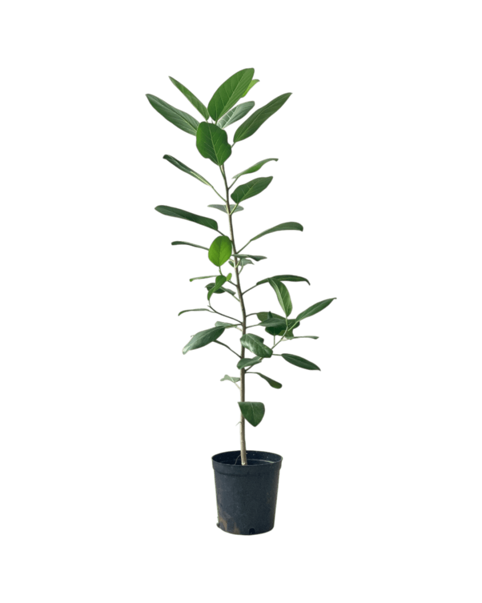 Ficus Audrey - Potted plant - POTT - FICU - GRW - 4210 - Tumbleweed Plants - Online Plant Delivery Singapore