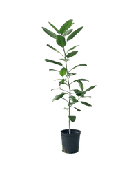 Ficus Audrey - Potted plant - POTT - FICU - GRW - 4210 - Tumbleweed Plants - Online Plant Delivery Singapore