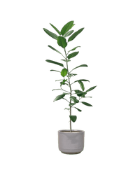 Ficus Audrey - Potted plant - POTT - FICU - JCP - 4206 - Tumbleweed Plants - Online Plant Delivery Singapore