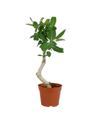 Ficus Beng Audrey - Potted plant - POTT - FICU - GRW - 3757 - Tumbleweed Plants - Online Plant Delivery Singapore