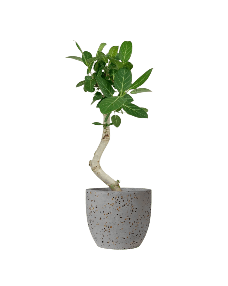 Ficus Beng Audrey - Potted plant - POTT - FICU - LTT - 3756 - Tumbleweed Plants - Online Plant Delivery Singapore