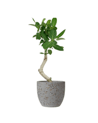 Ficus Beng Audrey - Potted plant - POTT - FICU - LTT - 3756 - Tumbleweed Plants - Online Plant Delivery Singapore