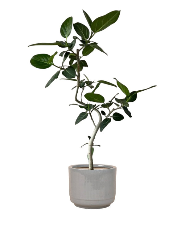 Ficus Benhalensis Audrey Bending - grow pot - Potted plant - Tumbleweed Plants - Online Plant Delivery Singapore