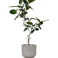 Ficus Benhalensis Audrey Bending