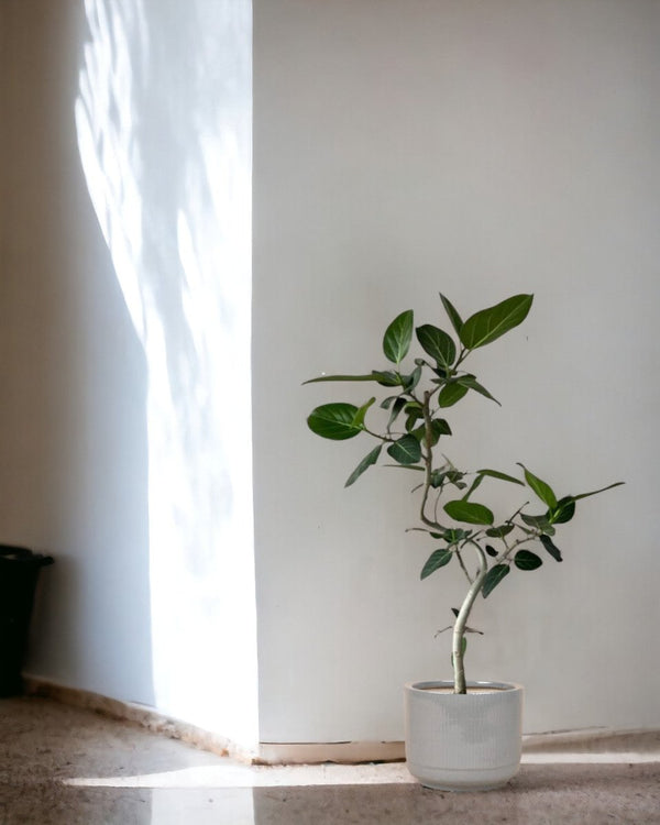 Ficus Benhalensis Audrey Bending - grow pot - Potted plant - Tumbleweed Plants - Online Plant Delivery Singapore