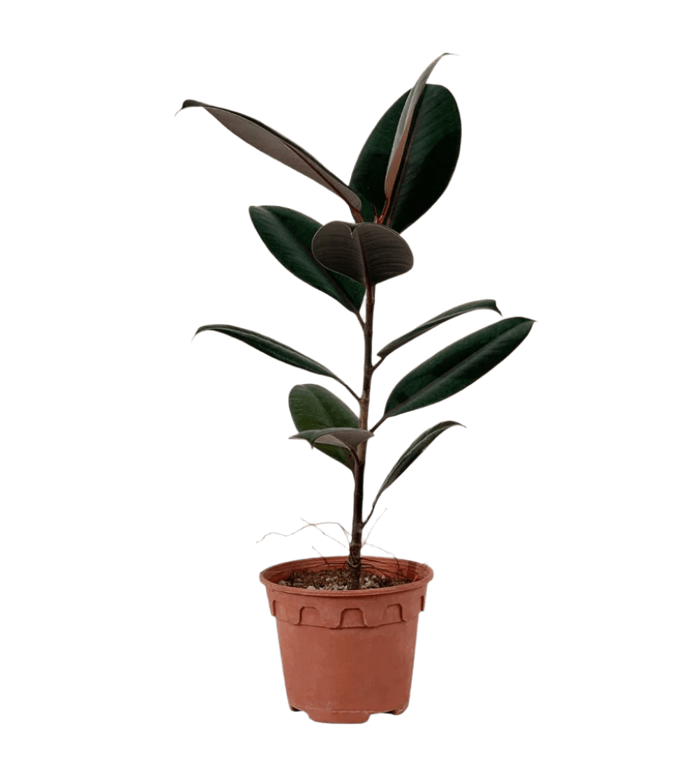 Ficus Elastica Burgundy - Potted plant - POTT - RUBB - GRW - 2257 - Tumbleweed Plants - Online Plant Delivery Singapore