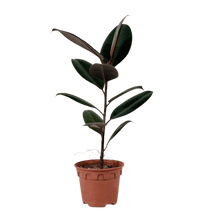 Ficus Elastica Burgundy - Potted plant - POTT - RUBB - GRW - 2257 - Tumbleweed Plants - Online Plant Delivery Singapore