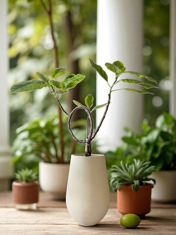 Ficus Elastica Lemon Lime - Bendy - Potted plant - POTT - FICU - GRW - 7284 - Tumbleweed Plants - Online Plant Delivery Singapore