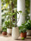 Ficus Elastica Lemon Lime - Bendy