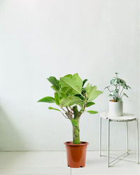 Ficus Elastica Lemon Lime - grow pot - Potted plant - Tumbleweed Plants - Online Plant Delivery Singapore