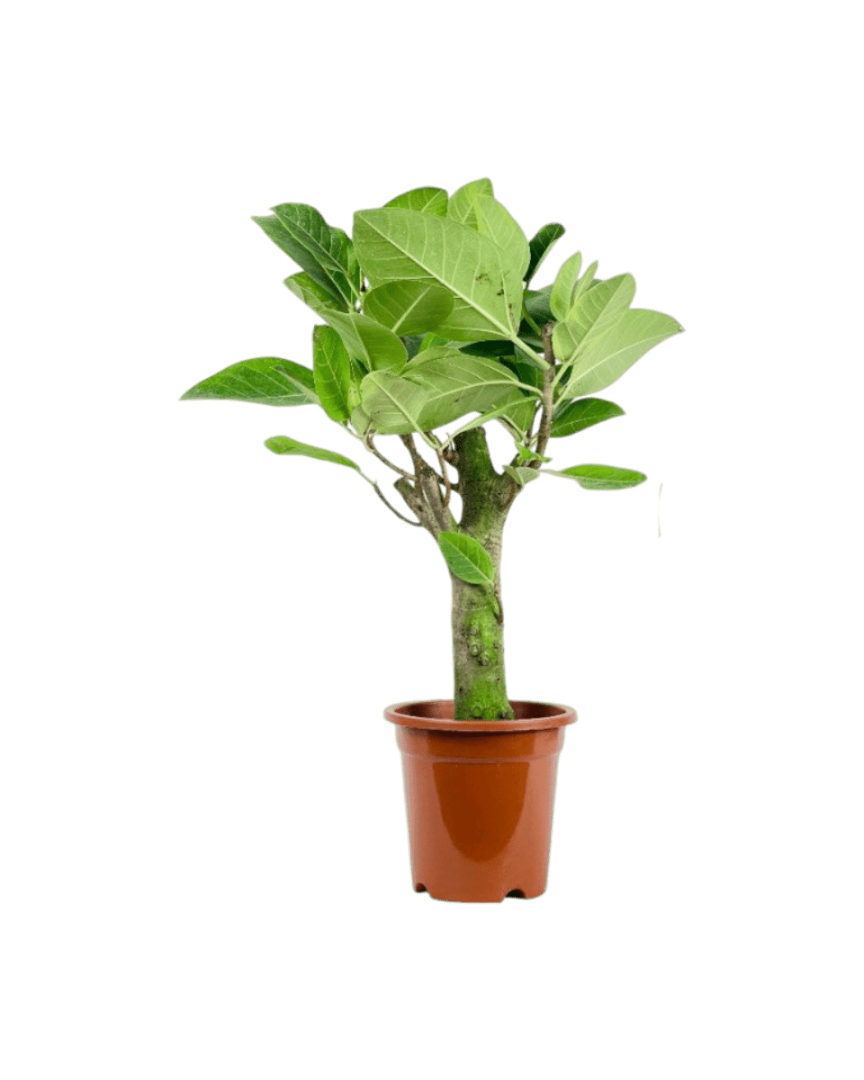 Ficus Elastica Lemon Lime - Potted plant - POTT - FICU - GRW - 6277 - Tumbleweed Plants - Online Plant Delivery Singapore