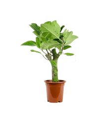 Ficus Elastica Lemon Lime - Potted plant - POTT - FICU - GRW - 6277 - Tumbleweed Plants - Online Plant Delivery Singapore