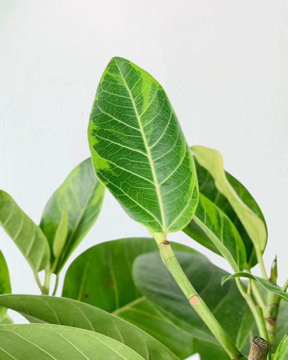 Ficus Elastica Lemon Lime - grow pot - Potted plant - Tumbleweed Plants - Online Plant Delivery Singapore